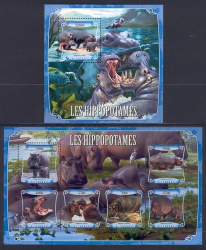 Lollini h23 ippopotamo - h23, animali